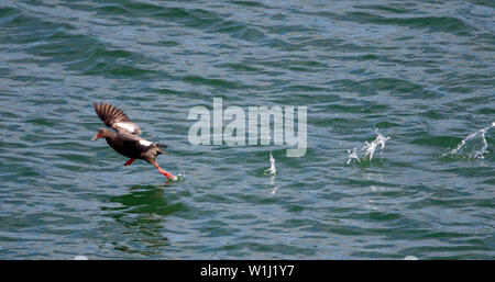 Pigeon Guillemot in esecuzione su acqua Foto Stock