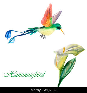 Acquerello hammingbird con fiore tropicale isolata su uno sfondo bianco Foto Stock