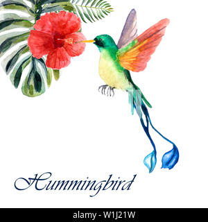 Acquerello hammingbird con fiore tropicale isolata su uno sfondo bianco Foto Stock