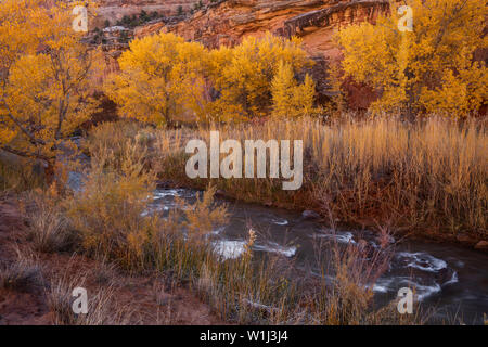 Cottonwoods lungo il fiume Fremont in autunno, Capitol Reef National Park nello Utah Foto Stock