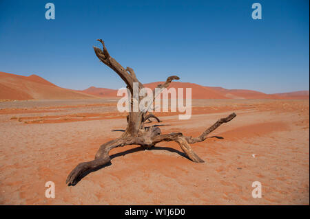 Dead Vlei, con essiccato 900 anno vecchi alberi in piedi in salina circondato da imponenti dune di sabbia rossa. Namib-Naukluft National Park, Namibia. Foto Stock