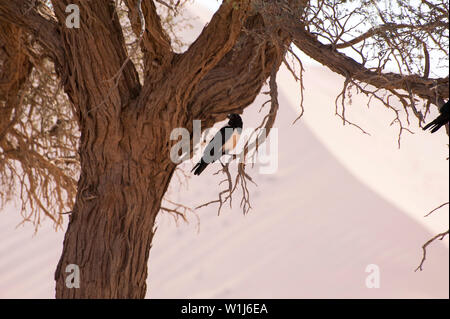 Pied crow (Corvus albus). I corvi sono onnivori uccelli. Questo crow si trova in aperta campagna con alberi sparsi, dove si nutre di insetti, di uova e di giovani Foto Stock