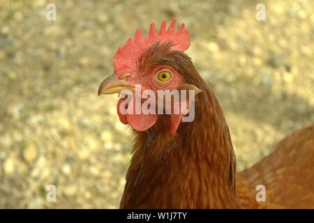 Close Up di Rhode Island red Hen Foto Stock
