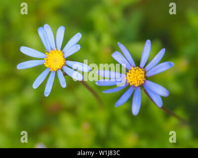 Due margherite blu in polvere nel giardino contro uno sfondo verde sfocato fogliame. Fiori blu Foto Stock