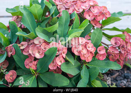 Fioritura di Euphorbia milii, nomi comuni includono la corona di spine di Cristo, impianto, o Cristo thorn, denominato Corona de Cristo in America Latina. Fotogr Foto Stock