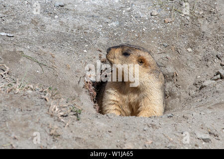 Funny marmotta che spuntavano di un nido in Himalaya mountain, regione del Ladakh, India. La natura e il concetto di viaggio Foto Stock