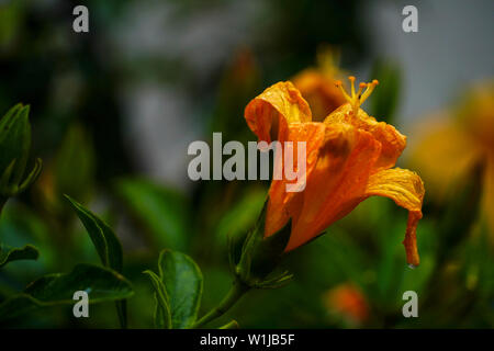 Giglio rosso close up Foto Stock