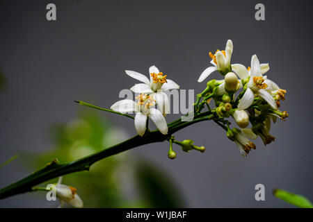 Arancio fiori fioritura arancio. Fotografato in Israele nel Marzo Foto Stock