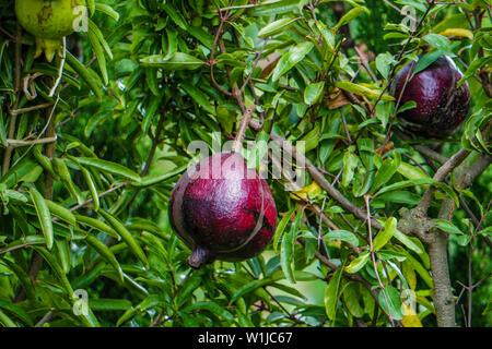 Red mature melagrane sull'albero. Giardino verde in background. Foto Stock