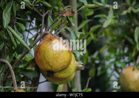 Mature frutto di melograno sul ramo di albero Foto Stock