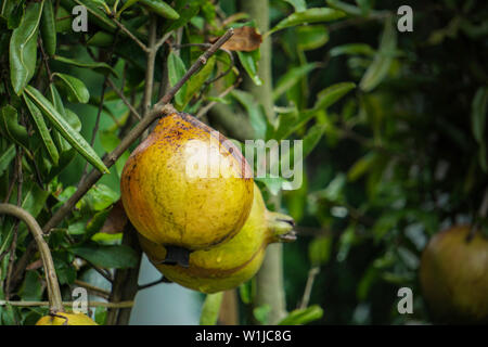 Mature frutto di melograno sul ramo di albero Foto Stock