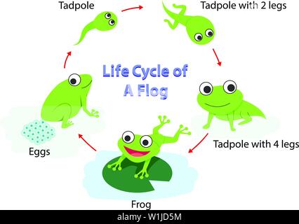 Infografico del ciclo di vita di una rana nel piatto, arte vettoriale Illustrazione Vettoriale