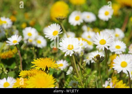 Loewenzahn und Gaensebluemchen - tarassaco e daisy 04 Foto Stock