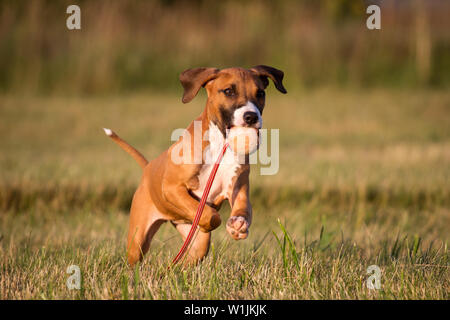 Rosolare l'American Pit Bull Terrier cucciolo in esecuzione e il recupero di un giocattolo in serata sun Foto Stock