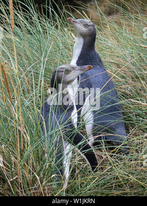 Due baby giallo-eyed pinguini nascondendo in erba lunga e in attesa di un genitore per tornare alla loro alimentazione, Otago, Nuova Zelanda. Foto Stock