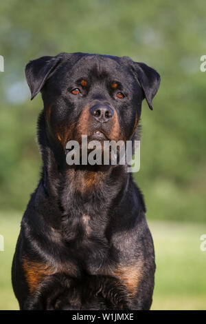 Ritratto di testa di un rottweiler cane maschio Foto Stock