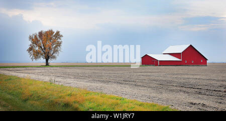 Un fienile e un albero solitario stand alone in un'Illinois Corn campo come cadere quando si avvicina la sua estremità e l'inverno sta per venire al prairie in questa scena insieme a noi Foto Stock