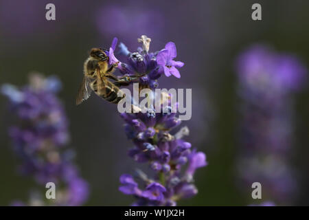 Il miele delle api su lavanda in giardino inglese alimentare Foto Stock