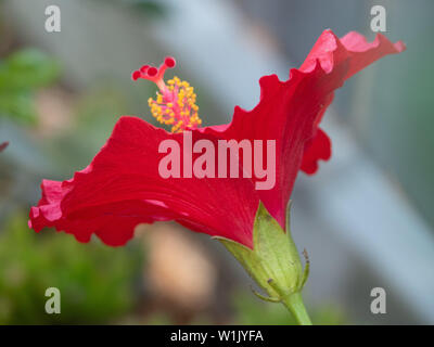 Rosso Hibiscus rosa sinensis pianta fiore in piena bella fioritura rivolta verso l'alto, mostrando stimmen, stigma e petali, sfondo sfocato, fiore inverno Foto Stock