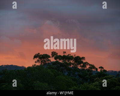 Il tramonto d'inverno è incandescente, mentre il cielo si illumina di nuvole rosa viola e arancio, dietro gli alberi di gomma e il cespuglio sottostante di fronte, New South Wales, Australia Foto Stock