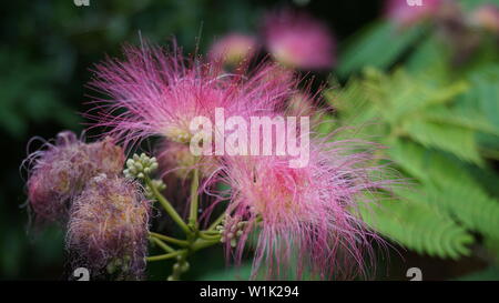 Rosa seta blossom tree close up Foto Stock