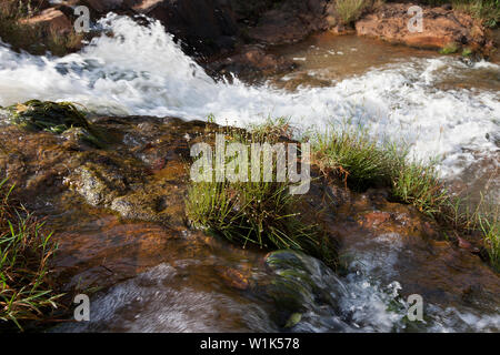 Piante rare scoperto in situ su rapide nel fiume durante il sondaggio di botanica e della ricerca durante il progetto CSR per la società industriale. Sierra Leone, Africa Foto Stock