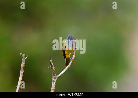 Grigio-guidato canarino-flycatcher, Culicicapa ceylonensis, Chopta, Uttarakhand, India. Foto Stock