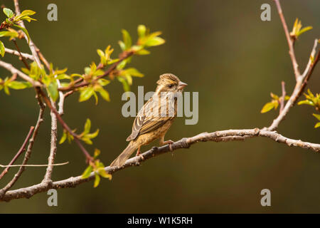 Common Rosefinch, Carpodacus erythrinus, Chopta, Uttarakhand, India. Foto Stock