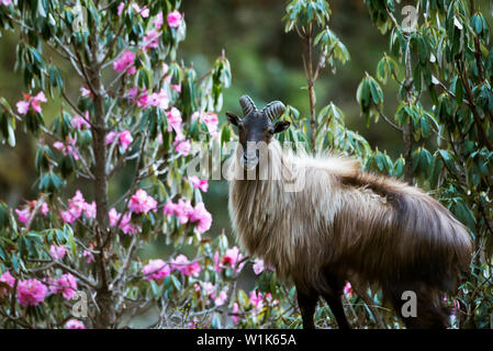 Il tahr himalayano, Hemitragus jemlahicus, Chopta, Uttarakhand, India. Foto Stock