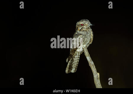 Nightjar Jerdons, Caprimulgus atripennis, i Ghati Occidentali, India. Foto Stock