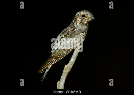 Jungle Nightjar, Caprimulgus indicus, i Ghati Occidentali, India. Foto Stock