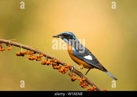 Blue-capped rock i tordi, maschio, Monticola cinclorhyncha, i Ghati Occidentali, India. Foto Stock