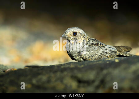 Jungle Nightjar, Caprimulgus indicus, i Ghati Occidentali, India. Foto Stock