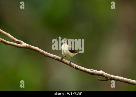 Loten's sunbird, femmina, Cinnyris lotenius, i Ghati Occidentali, India. Foto Stock