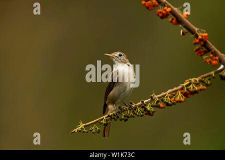 Rusty-tailed flycatcher, Ficedula ruficauda, i Ghati Occidentali, India. Foto Stock