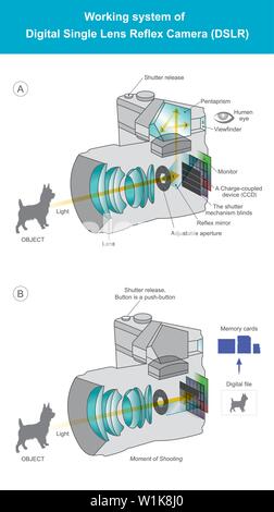 Spiegare il sistema di lavoro della fotocamera reflex digitale a obiettivo singolo tipo di telecamera. Illustrazione Vettoriale