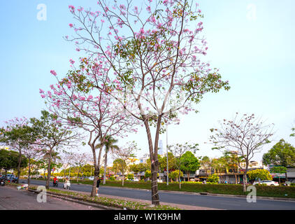 Tabebuia rosea alberi bloom è cresciuto lungo la Avenue decorano il paesaggio urbano più a stretto contatto con la natura Foto Stock