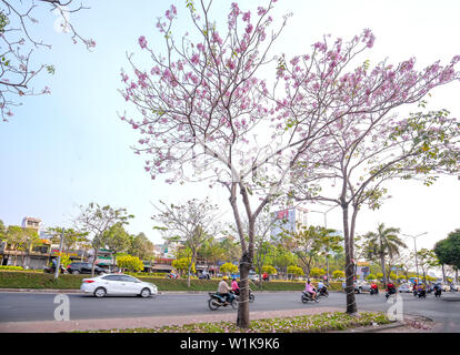 Tabebuia rosea alberi bloom è cresciuto lungo la Avenue decorano il paesaggio urbano più a stretto contatto con la natura Foto Stock