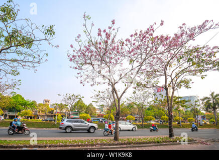 Tabebuia rosea alberi bloom è cresciuto lungo la Avenue decorano il paesaggio urbano più a stretto contatto con la natura Foto Stock