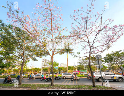 Tabebuia rosea alberi bloom è cresciuto lungo la Avenue decorano il paesaggio urbano più a stretto contatto con la natura Foto Stock