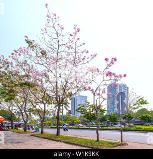 Tabebuia rosea alberi bloom è cresciuto lungo la Avenue decorano il paesaggio urbano più a stretto contatto con la natura Foto Stock