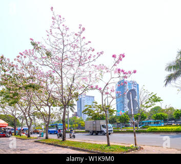 Tabebuia rosea alberi bloom è cresciuto lungo la Avenue decorano il paesaggio urbano più a stretto contatto con la natura Foto Stock