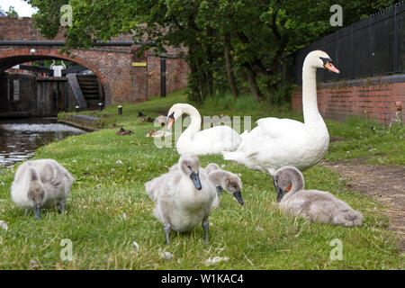 Cigni con cygnets su un canale. Inghilterra, Regno Unito Foto Stock