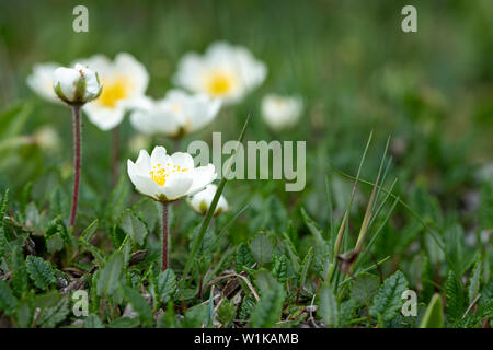 Primo piano della montagna (avens Dryas octopetala, Rosacee) nelle Alpi austriache Foto Stock