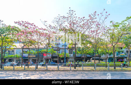 Tabebuia rosea alberi bloom è cresciuto lungo la Avenue decorano il paesaggio urbano più a stretto contatto con la natura Foto Stock