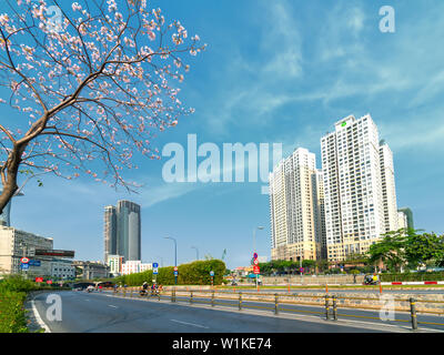 Tabebuia rosea alberi bloom è cresciuto lungo la Avenue decorano il paesaggio urbano più a stretto contatto con la natura Foto Stock