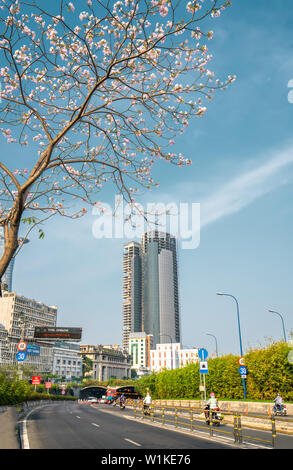 Tabebuia rosea alberi bloom è cresciuto lungo la Avenue decorano il paesaggio urbano più a stretto contatto con la natura Foto Stock