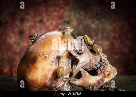 Ancora vita withe teschio umano su legno e le lumache. Foto Stock