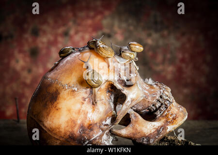 Ancora vita withe teschio umano su legno e le lumache. Foto Stock