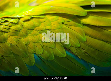 Grande GREEN MACAW - GUACAMAYO VERDE O LAPA VERDE (Ara ambiguus) Foto Stock